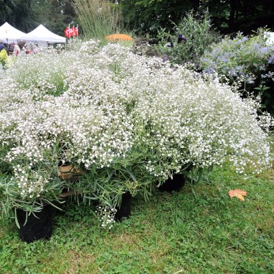 Gypsophila paniculata