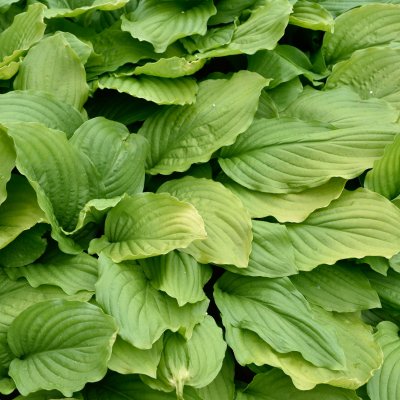 Hosta hybr. Honeybells
