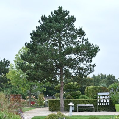 Pinus nigra