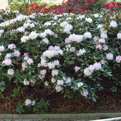 Rhododendron yak. Silberwolke, Rododendron, 30-40 C5