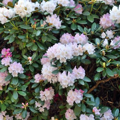Rhododendron yak. Silberwolke, Rododendron, 30-40 C5