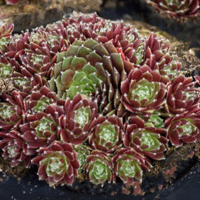 Sempervivum hybr. Silberkarneol, Taklök, P9cm