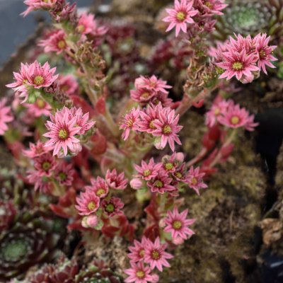 Sempervivum hybr. Silberkarneol, Taklök, P9cm