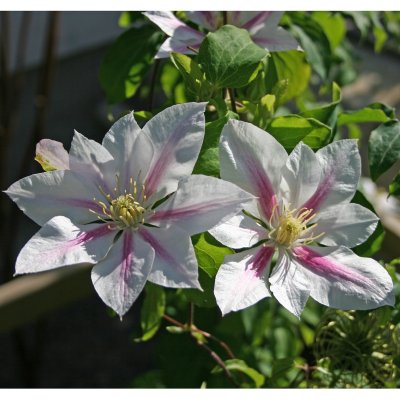 patens Andromeda, Klematis Storblommig, C2