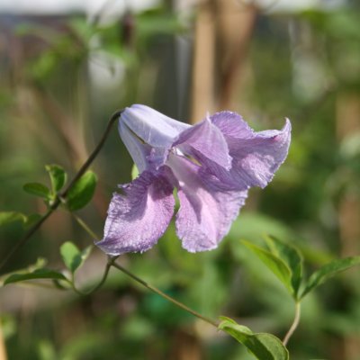 Clematis viticella Betty Corning