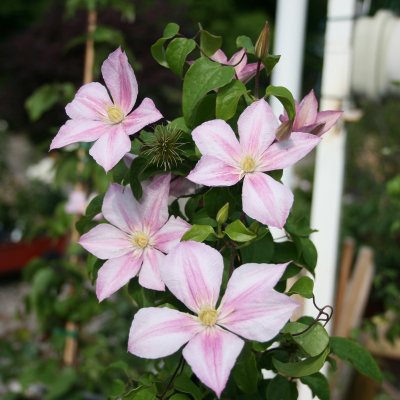 Clematis patens Caroline