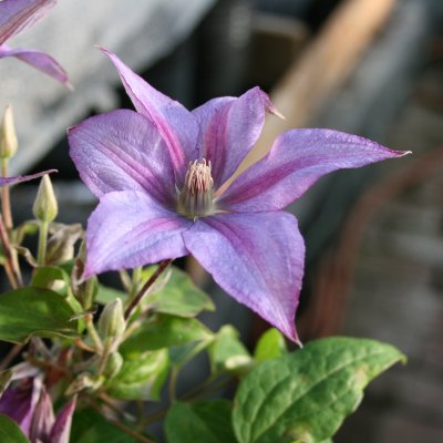 Clematis patens Bagatelle (Dorothy Walton)
