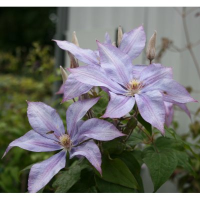 Clematis patens Bagatelle (Dorothy Walton)