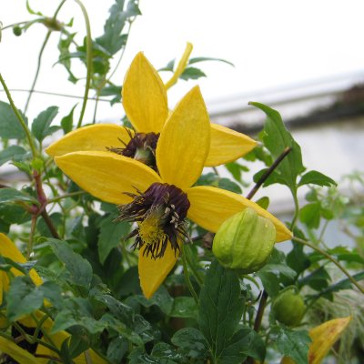 Clematis tangutica Golden Tiara ® (Kugotia)