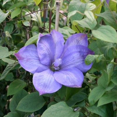 Clematis patens Mrs Cholmondeley