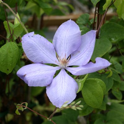 Clematis patens Mrs Cholmondeley