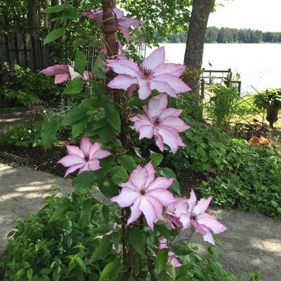 patens Omoshiro, Klematis Storblommig, C2