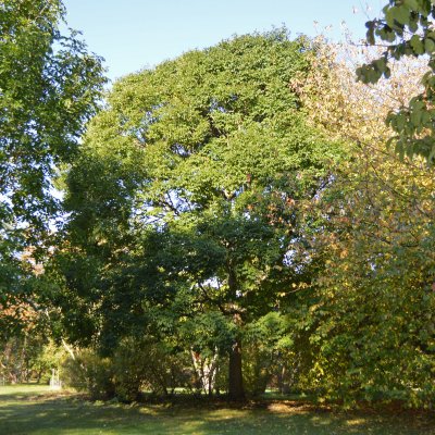 Fraxinus ornus Meczek