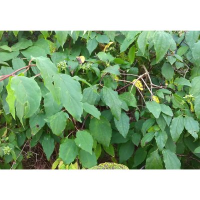 Philadelphus lewisii Waterton, Norlandsshersmin, busk C3,5