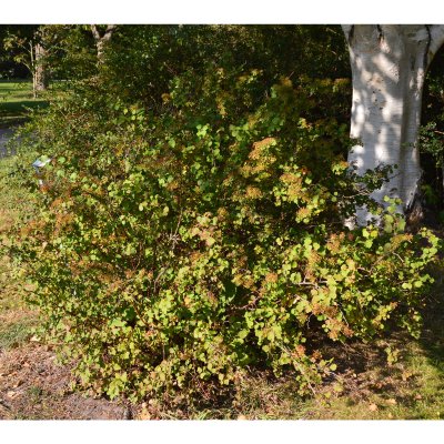 Spiraea trilobata (triloba), Sibirisk Spirea