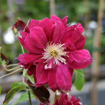 patens Red Star, Klematis Storblommig, C2