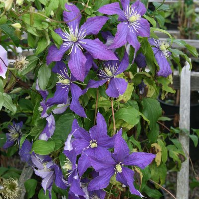 Clematis patens Rhapsody