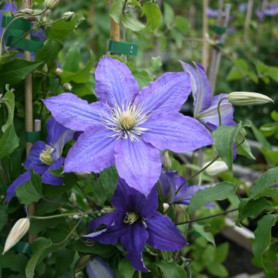 Clematis patens Rhapsody