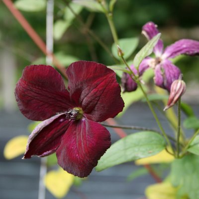 Clematis viticella Royal Velours