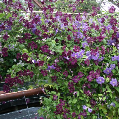 Clematis viticella Royal Velours