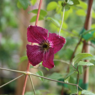 Clematis viticella Rubra (Kermesina)