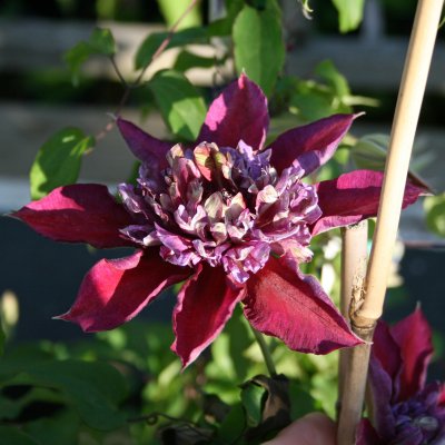 Clematis patens Temptation ®