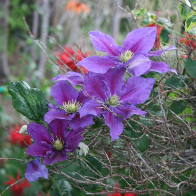 Clematis patens Temptation ®