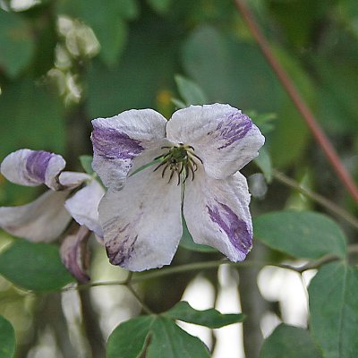 Clematis viticella Caerulea Luxurians