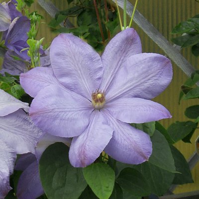 Clematis patens Mrs Cholmondeley