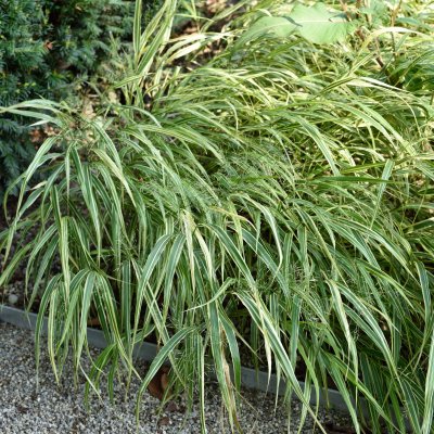 Hakonechloa macra Albostriata, Hakonegräs