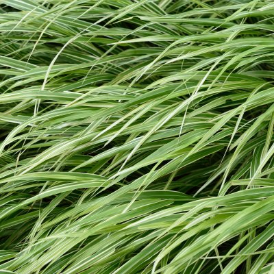 Hakonechloa macra Albostriata, Hakonegräs