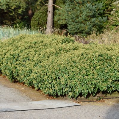 Hedera helix Arbori Compact