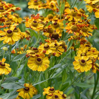 Helenium aut. hybr. Rauchtopas