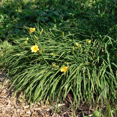 Hemerocallis hybr. Stella d´Oro, Daglilja, SQ1