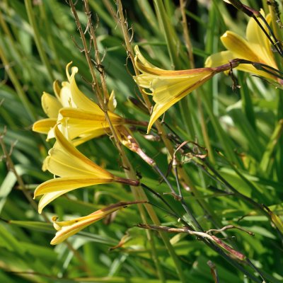 Hemerocallis lilioasphodelus
