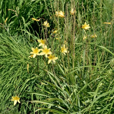 Hemerocallis lilioasphodelus