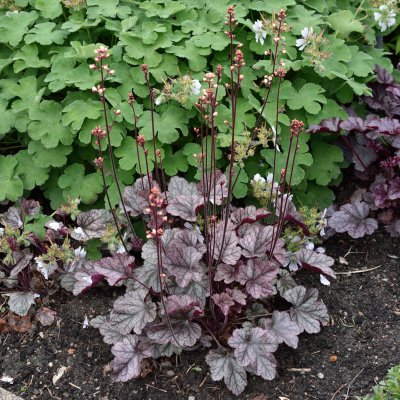 Heuchera hybr. Silver Scrolls ®