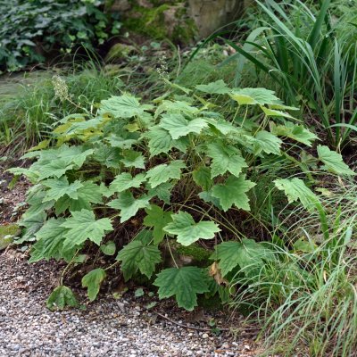 Heuchera villosa, Lönnalunrot, C11cm