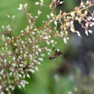 Heuchera villosa, Lönnalunrot, C11cm