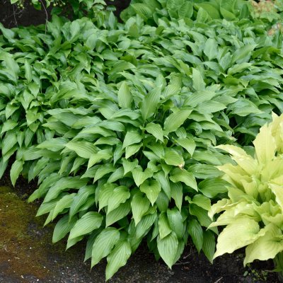 Hosta lancifolia, Höstfunkia