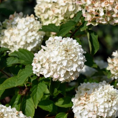 Hydrangea paniculata Silver Dollar ®, Syrénhortensia