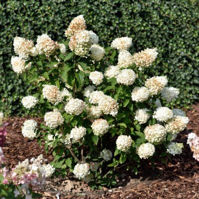 Hydrangea paniculata Silver Dollar ®, Syrénhortensia