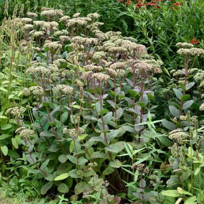 Hylotelephium hybr. Matrona, Kärleksört