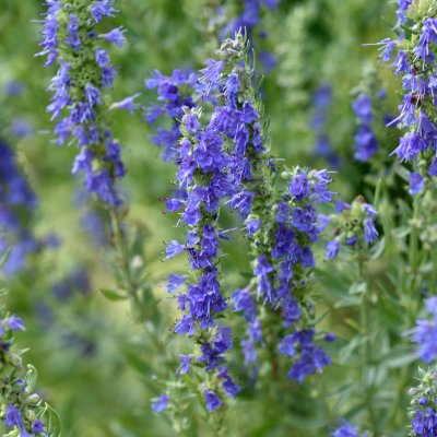 Hyssopus officinalis, Isop