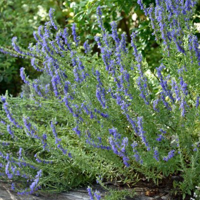 Hyssopus officinalis, Isop