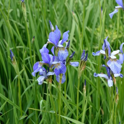 Iris sibirica Perry´s Blue