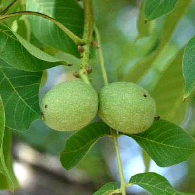 Juglans regia, Äkta Valnöt