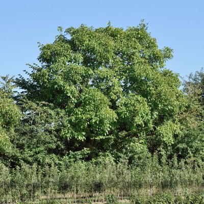 Juglans regia, Äkta Valnöt