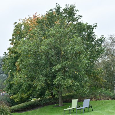 Juglans regia, Äkta Valnöt