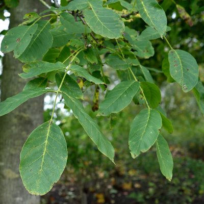 Juglans regia, Äkta Valnöt
